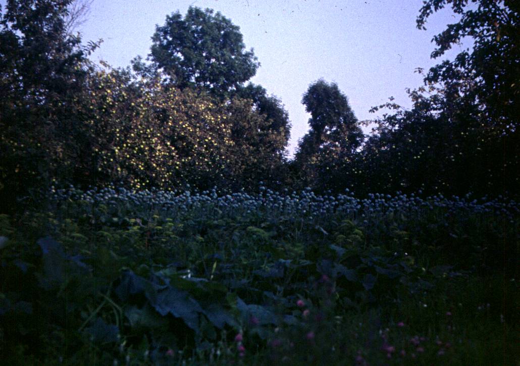 277.JPG