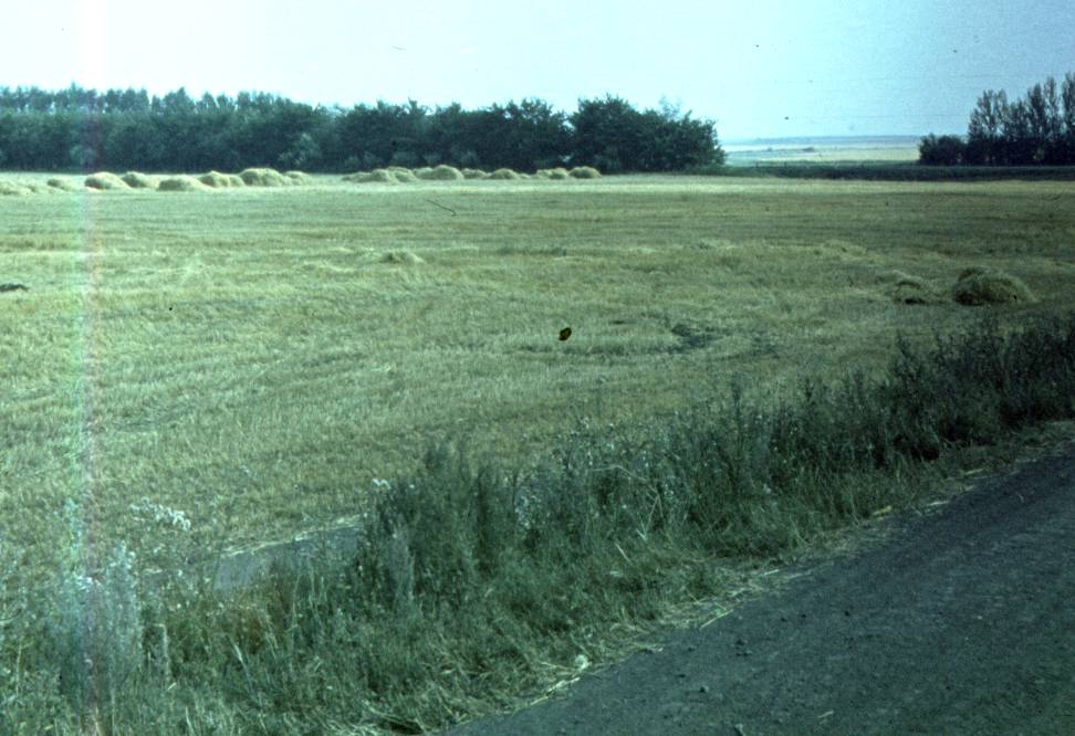 010.jpg
