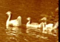 225-1.jpg