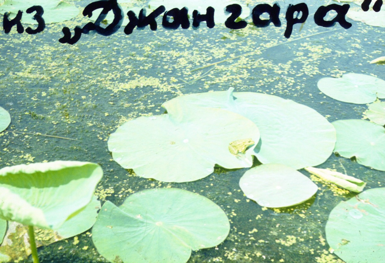 277.jpg