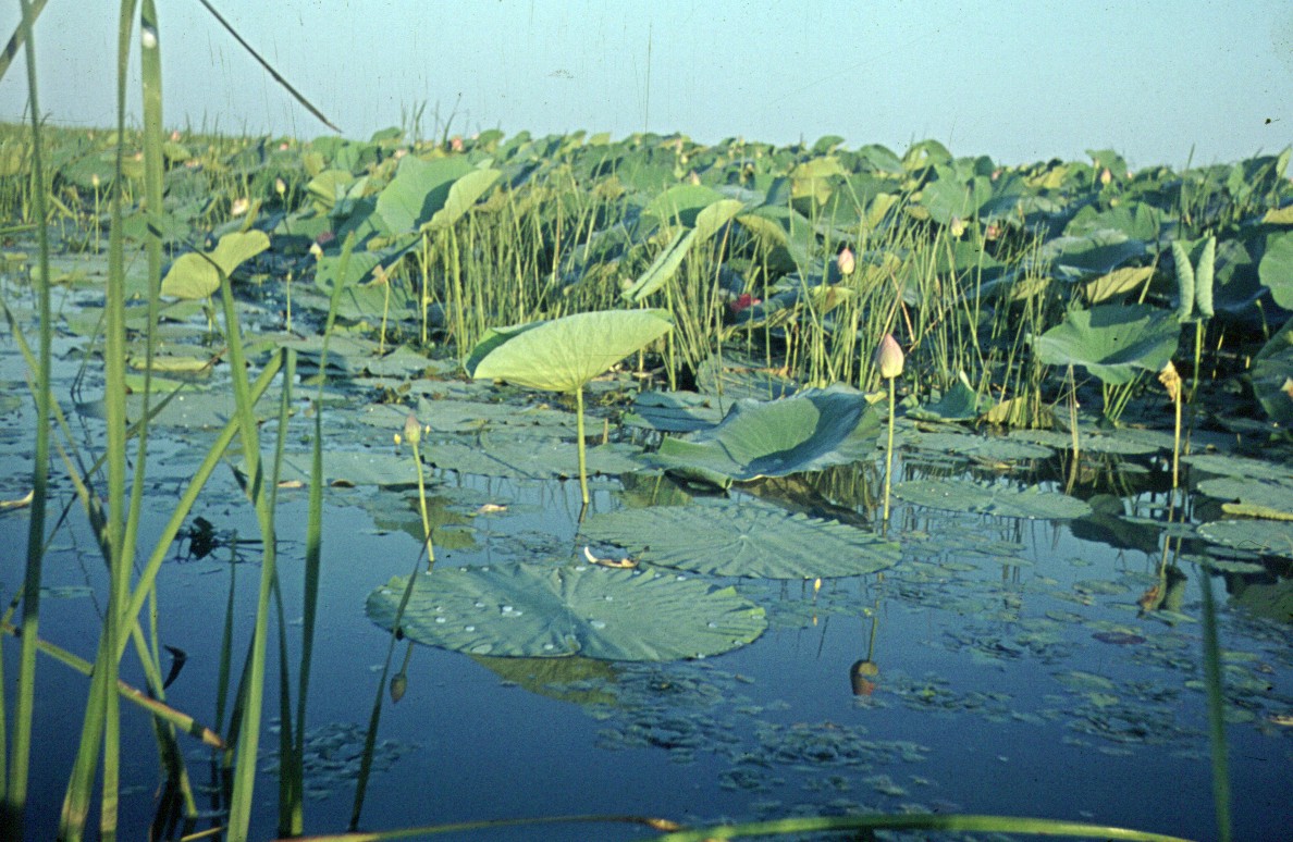 305.jpg