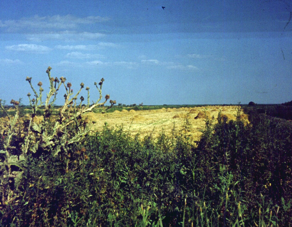 123.jpg