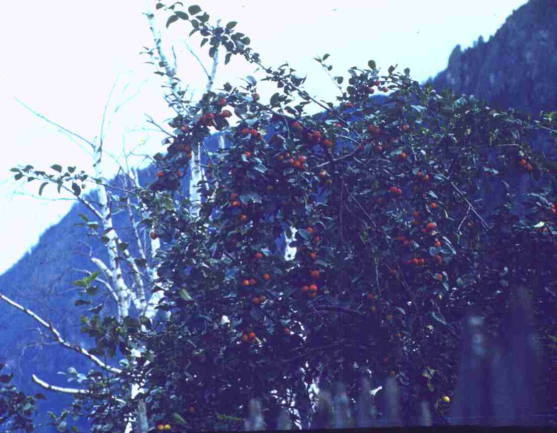 184.jpg