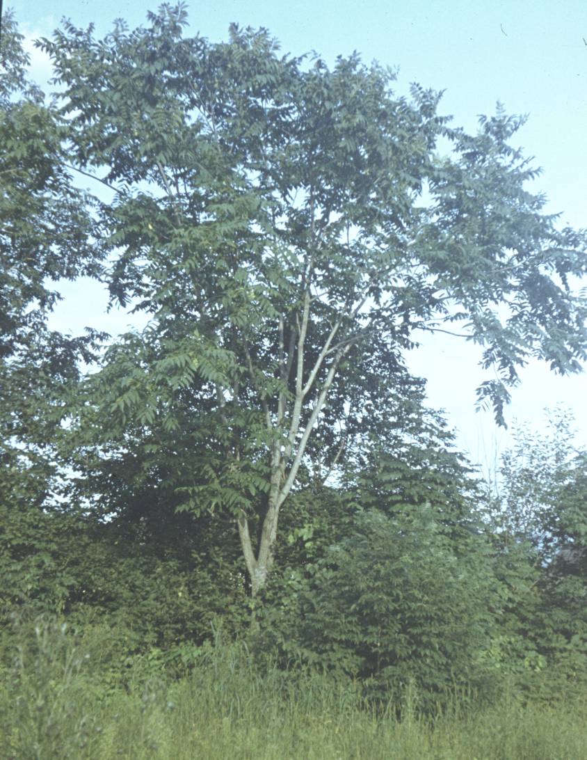 106.jpg