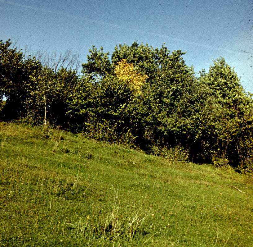 190.JPG