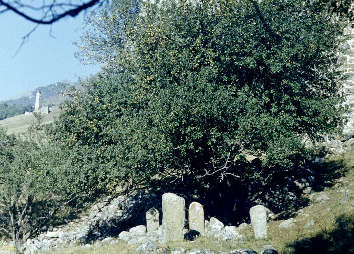237.JPG