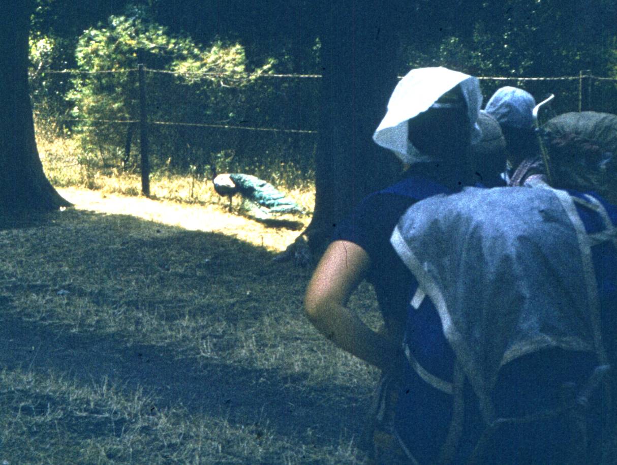 207-1.jpg
