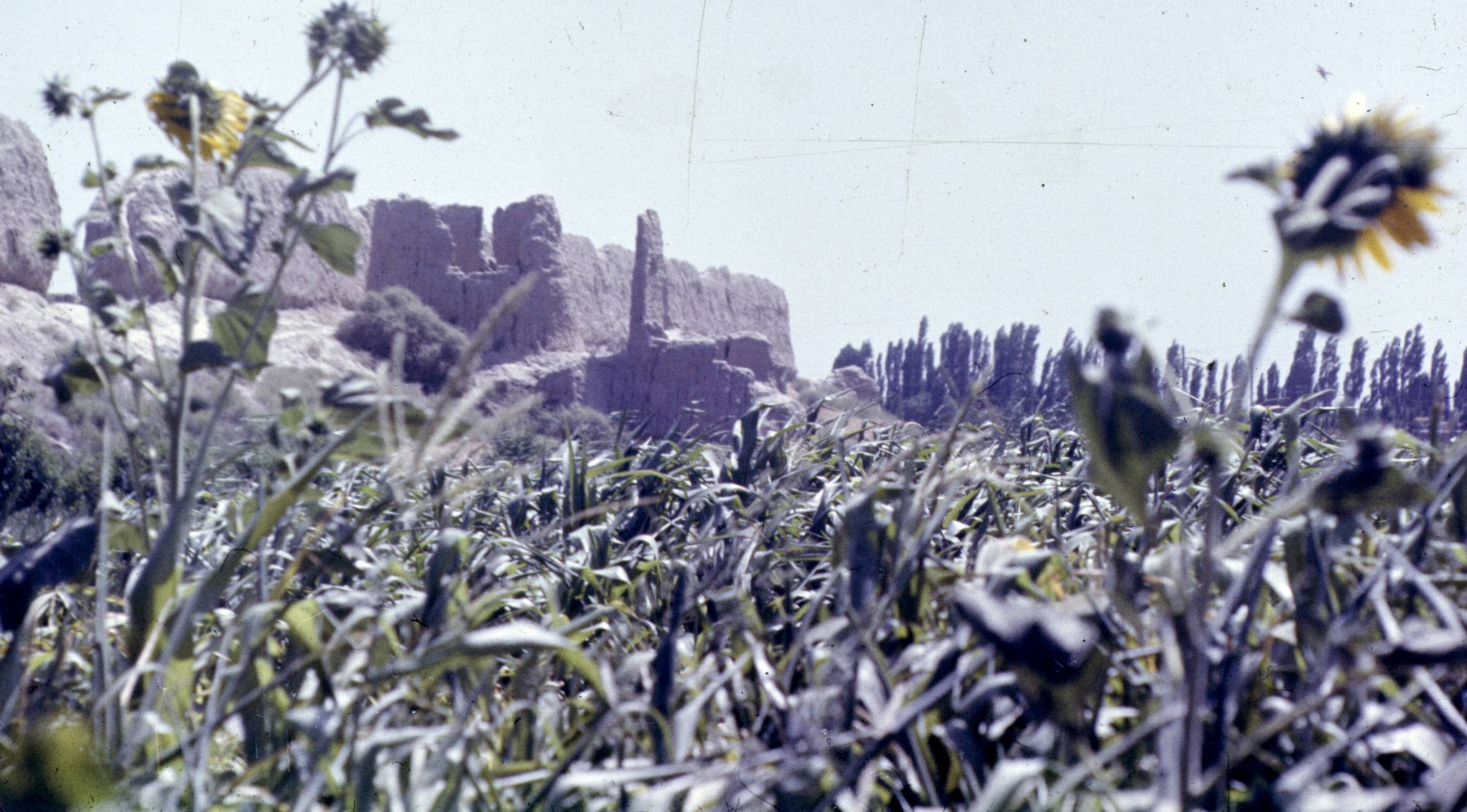 155.jpg