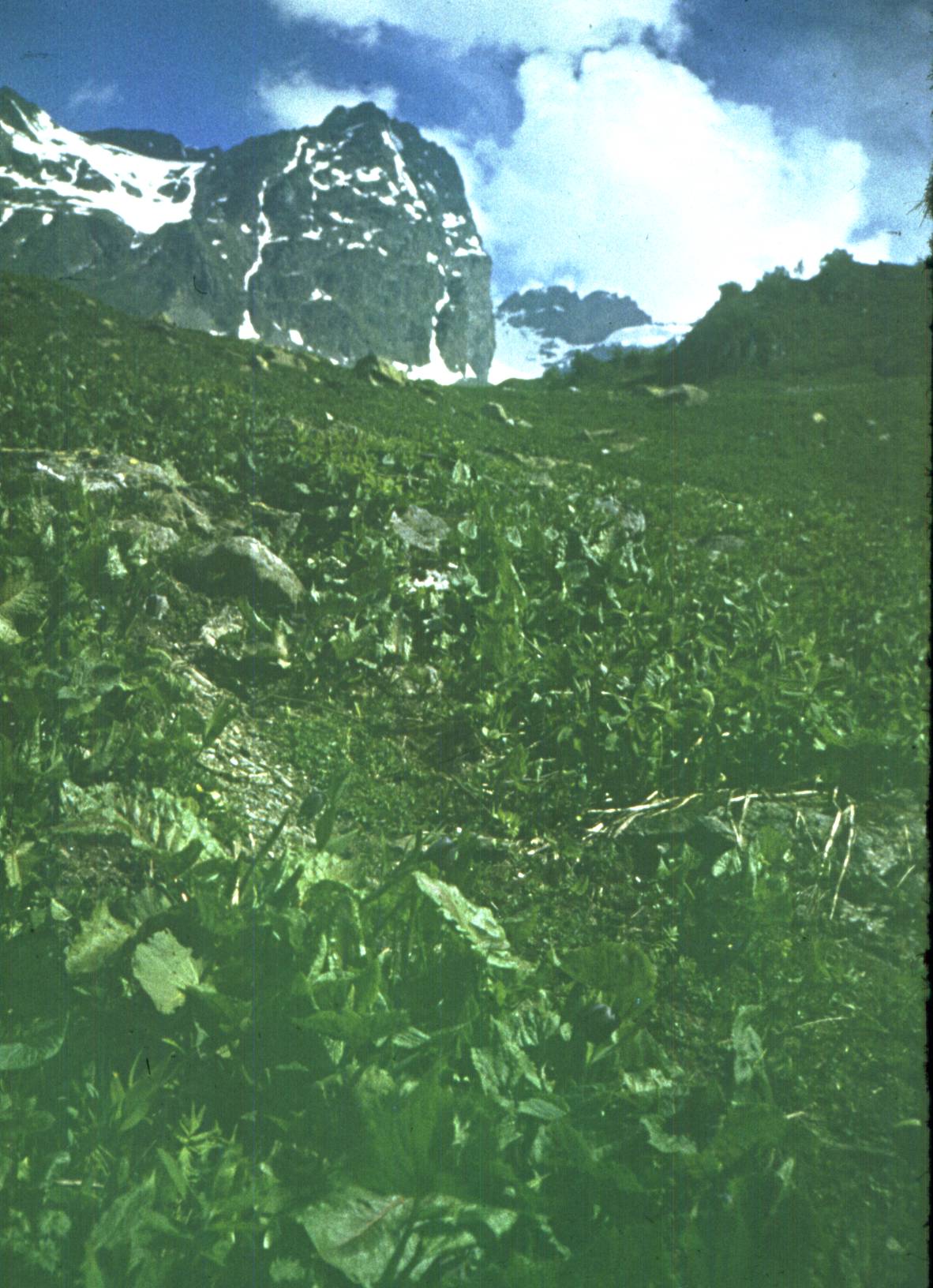 227.jpg