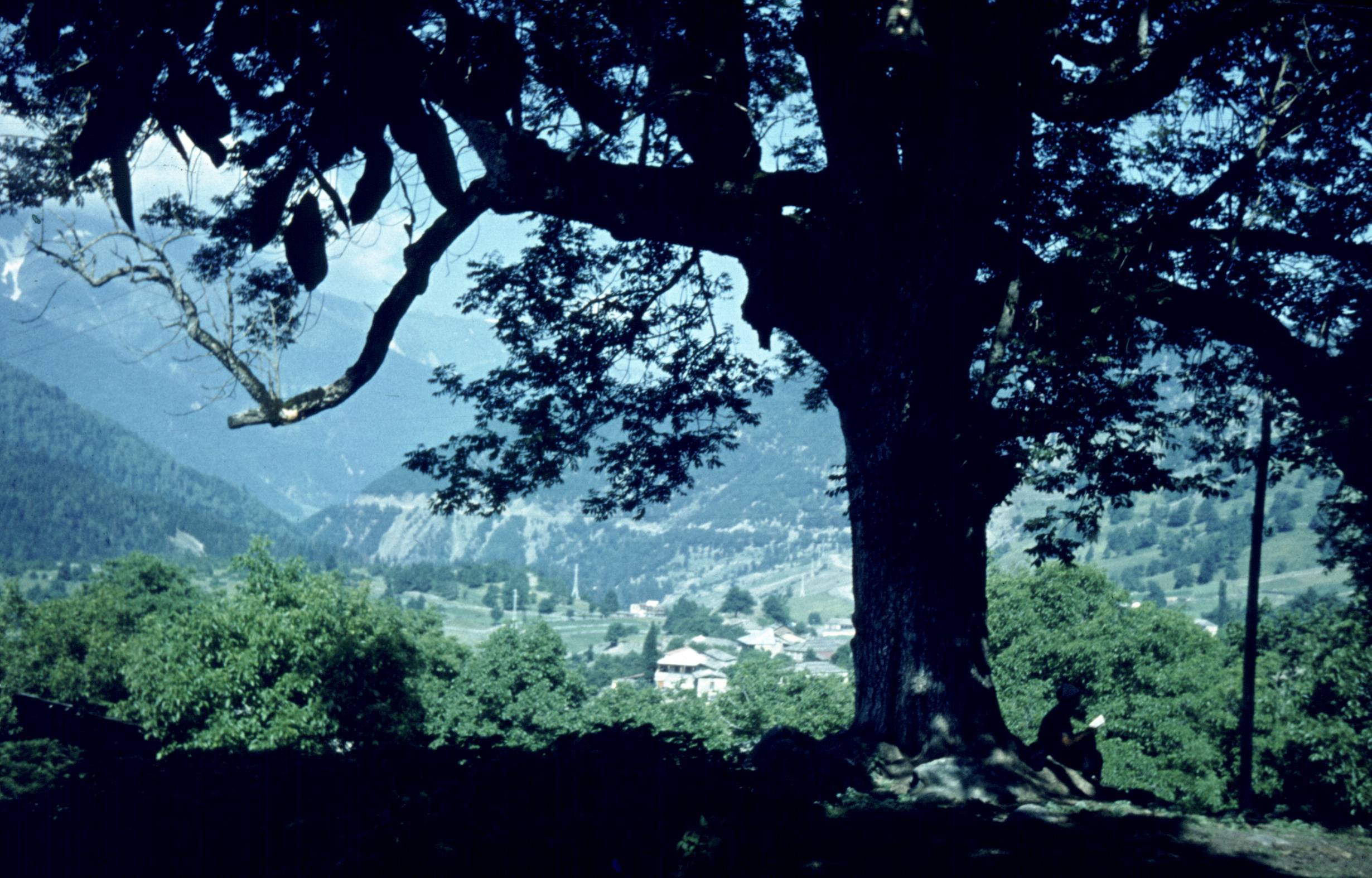 256-1.jpg