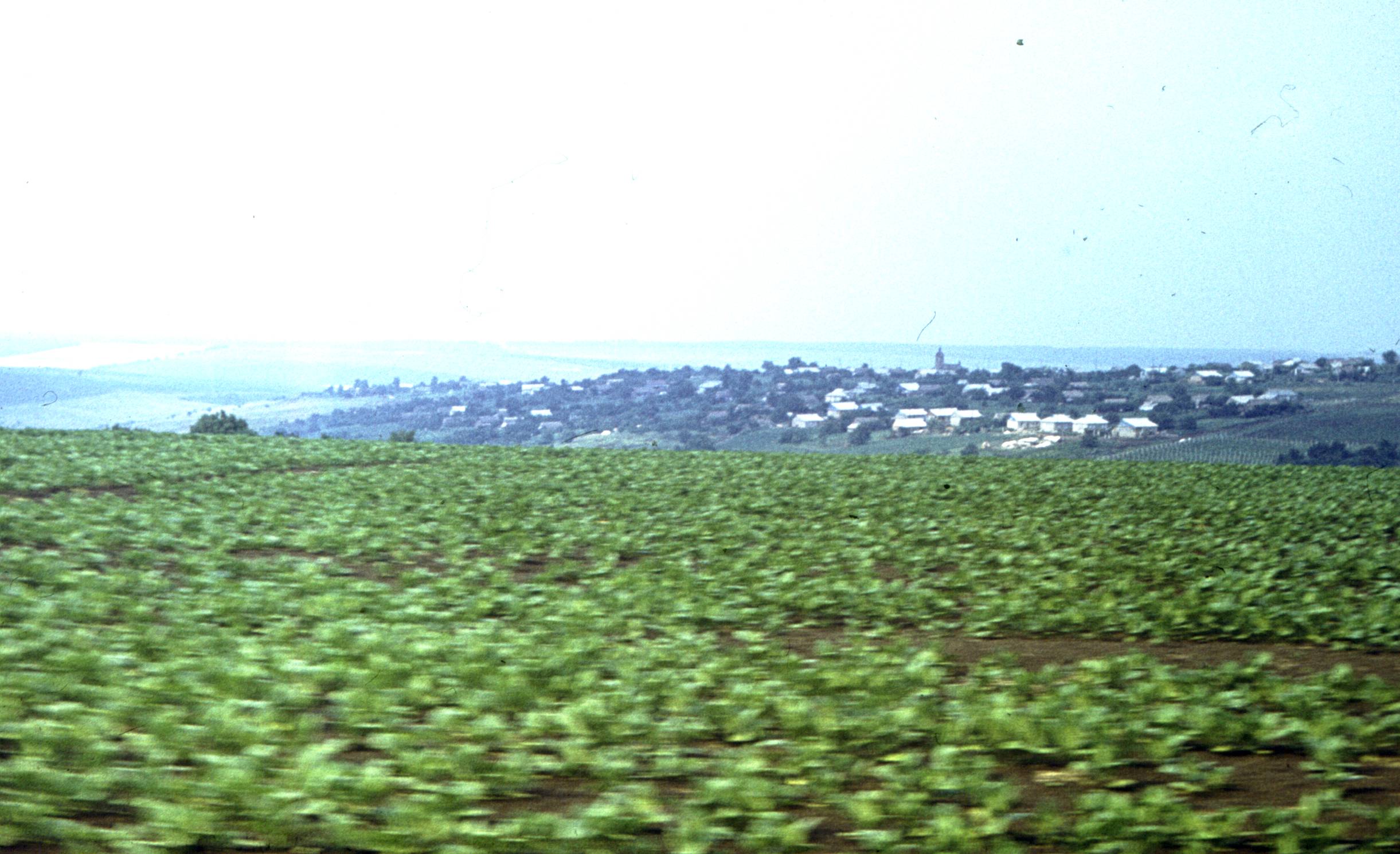 006.jpg