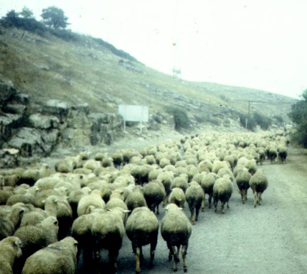 139.jpg
